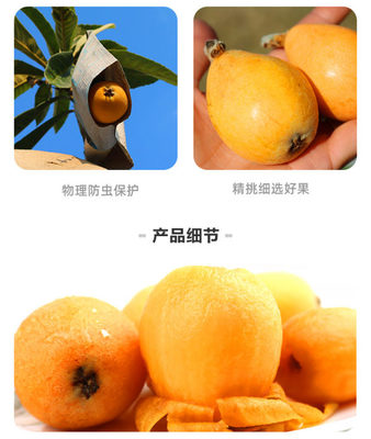 攀枝花枇杷苗多少錢、攀枝花大五星枇杷苗苗圃