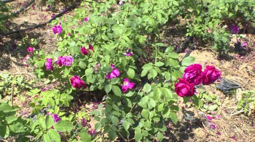 處處飛花的攀枝花有多美