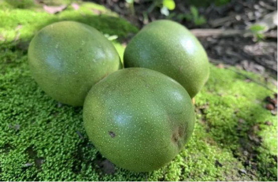 攀枝花有哪些好吃的水果?