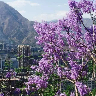 黑珍珠變成了綠翡翠!4月22號(hào)藍(lán)花楹生態(tài)旅游節(jié),我們一起去西區(qū)耍!-