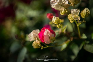 繁華盛開(kāi)的陽(yáng)光之城 攀枝花賞花線