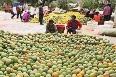 每斤8元!攀枝花最晚熟芒果賣(mài)得火