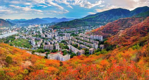 春游四川賞花精品線路推介 攀枝花 陽光鳳凰花藍(lán)花楹 之旅
