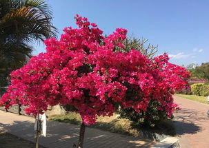 熱到懷疑人生 攀枝花氣溫飆到30度啦