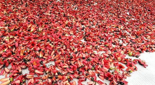 忘了他,來元江,我撿攀枝花養(yǎng)你.....