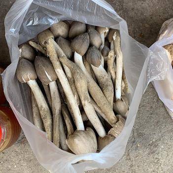 農(nóng)產(chǎn)品批發(fā)供應商馮燕 - 惠農(nóng)網(wǎng)電腦版