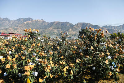 賞美景、摘枇杷、品美食,今冬來攀枝花米易,感受春天的暖陽!